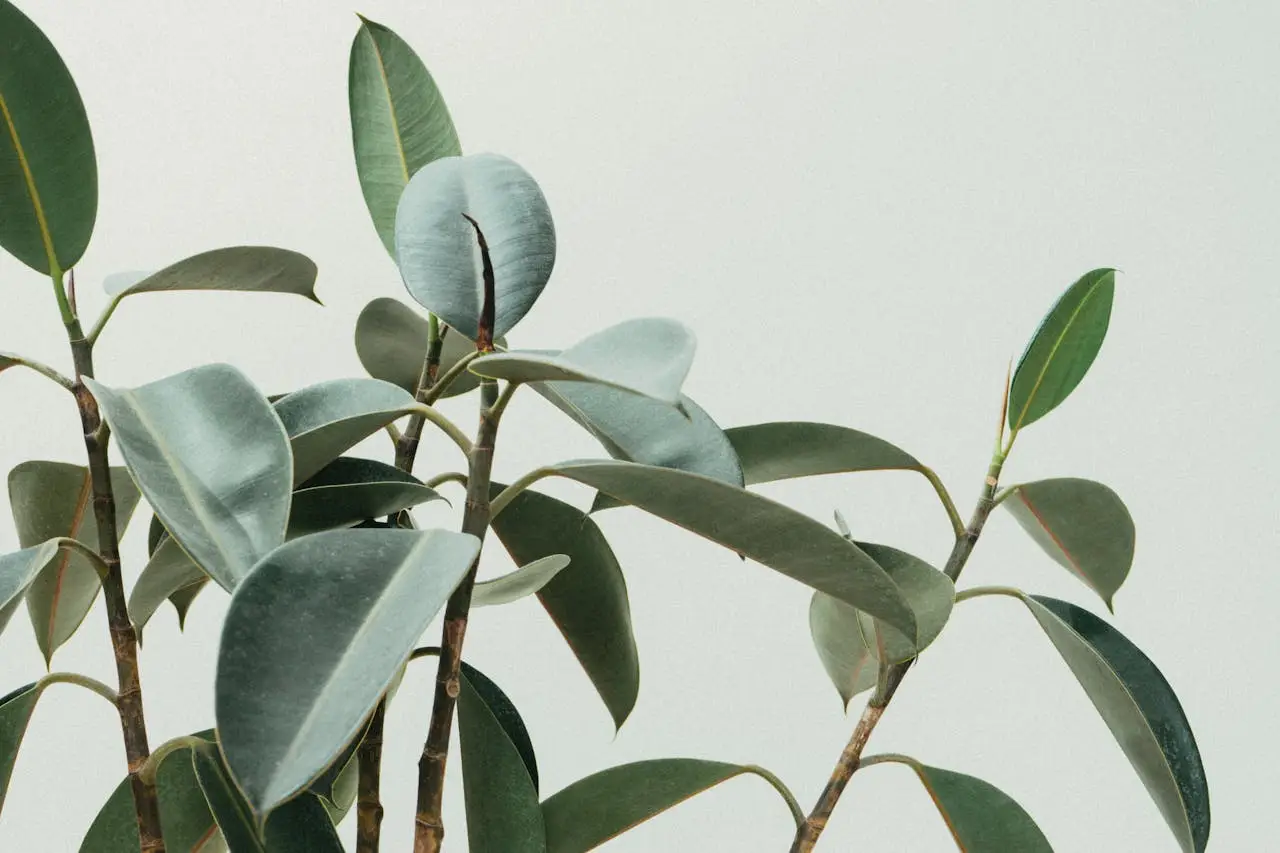 hero-homepage Elegant close-up of rubber plant leaves in a minimalist and natural composition.