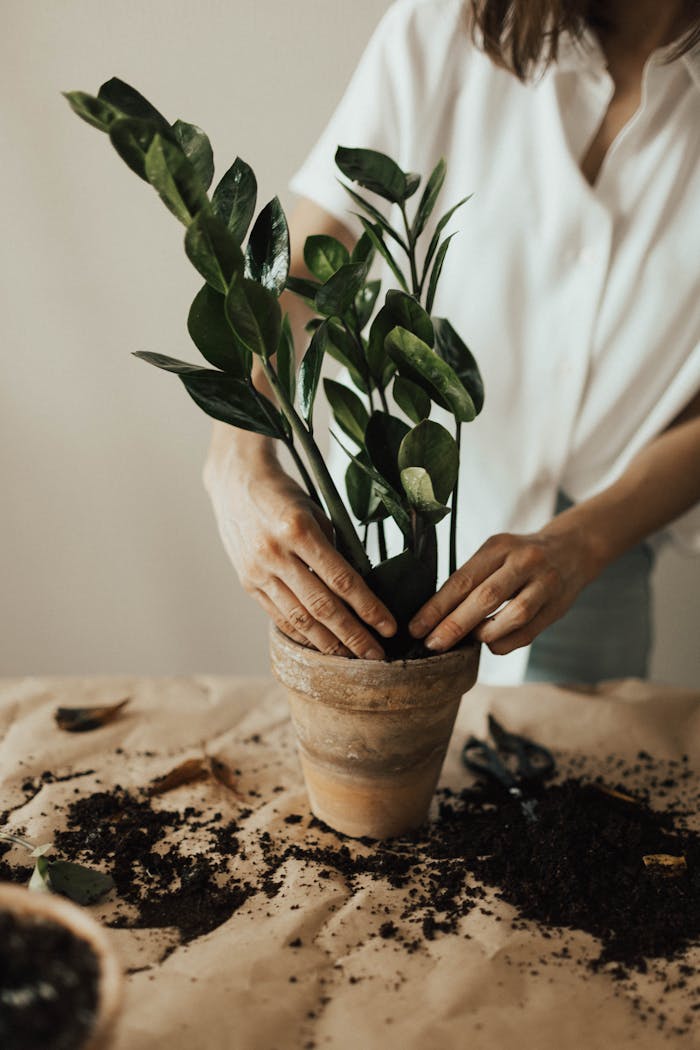 services-01 Person potting a houseplant with soil, showcasing indoor gardening practice.