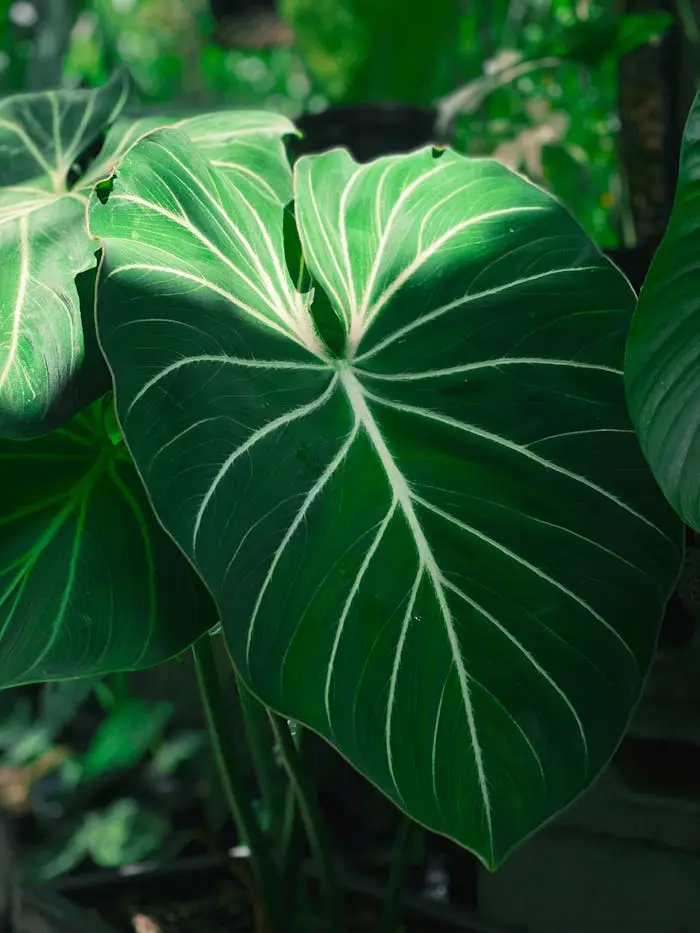 impact-img Close-up of a lush, vibrant Philodendron leaf showcasing natural patterns and textures.