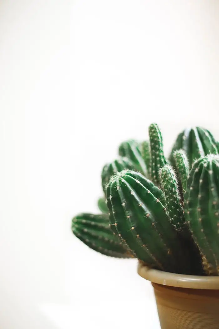 services-03 Close-up of a potted cactus with textured spines against a light background, showcasing natural beauty.