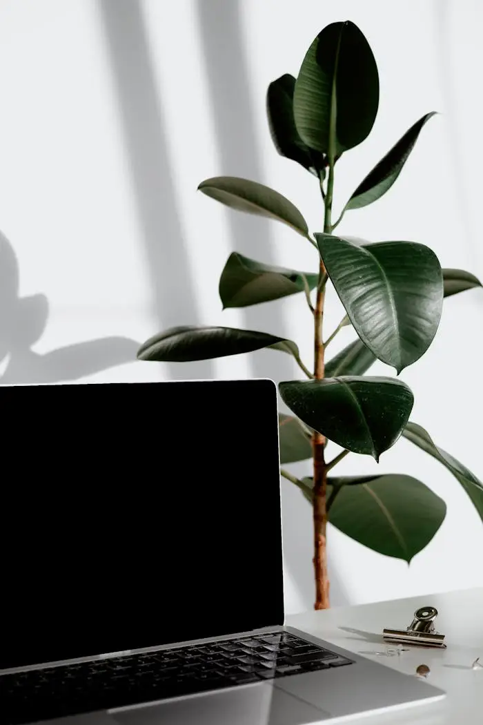 about-02 A sleek laptop paired with a vibrant rubber plant in a bright minimalist workspace.